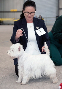 1st Junior Bitch - Allangood Starofwinter