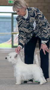 1st Junior Dog - Bellevue Lucky Devil at Krisma