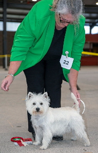 1st Special Beginners DogBitch - Brynmeurig Curious Rosina of Salwesties