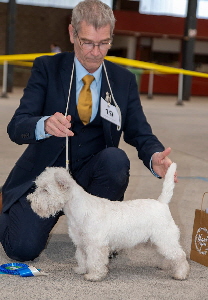 2nd Minor Puppy Dog - Ashgate Falnash